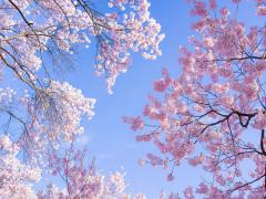 あぁ、この国に生まれて良かった。日本の美が詰まった3つのネイルデザイン