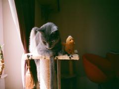 《難易度別》いつものコーデにplusしたい♡ニャンとも愛おしい猫アイテム
