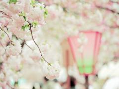 花より団子より君に夢中！お花見モテコーデを徹底解剖