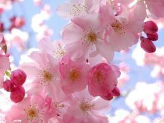 満開の花の香りに癒されて♡ヒルトン東京お台場「桜のデザートブッフェ2016」開催