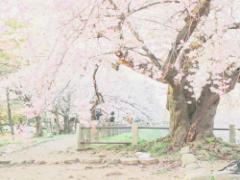 お花見シーズン到来＊「お花弁当」を食べて思いっきり春を楽しみたいのっ！