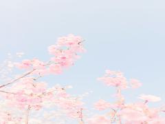 一瞬の儚き美しさを綺麗に残したいから。〈5つの名所別〉お花見コーディネート