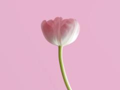 寒い冬も終わり。ピンクアイテムをまとって春に舞い降りる妖精に♡