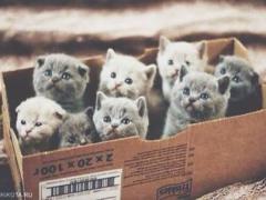 【難易度☆☆☆猫カフェデート】彼のハートを射止める、猫とのふれあい方