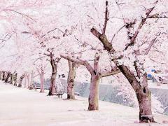 さくらカラーを身にまとって…♡桜負け知らずの、ふんわり春ガールへ！