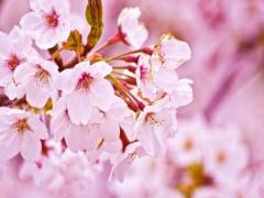 視覚と味覚の両方で楽しみたい。家で作れる簡単桜スイーツレシピ