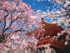 CMでも話題♡古きよき都の中心「京都御所」でサクラを楽しむ春