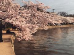 快適で楽しいお花見にするために。お花見の悩みと進化形お花見グッズ4選