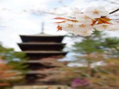 おこしやす♡世界一の観光都市！京都市をまるごと楽しむためのしおり