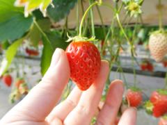 「いちご狩りに行きましょう」写真を撮るのが楽しみになる”苺とお揃い”ネイル