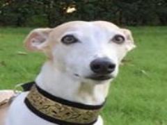 New可愛い春の陣。"ランコム"話題のリップ＆買って損なし厳選コスメ3つの魅力