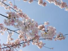 春だから桜とは限らない。ポピー、菜の花etc…思わず胸が高鳴るお花ネイル