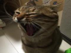 あなたの彼氏はどっち派？理想的すぎる“猫好き男性”の魅力と攻略法のすべて