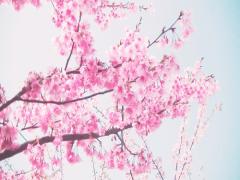 桜満開しました。この時期にしか出来ない桜ネイルでお花見しに行きましょう。