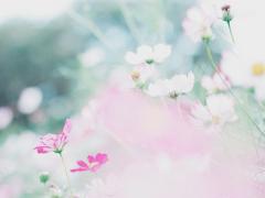 物語に出てきそう♡季節の花を楽しむ「花酒」で特別なひと時を過ごしませんか？