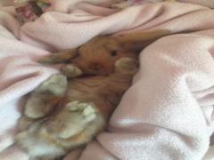 ＜全国＞ふわふわ、もふもふの楽園"うさぎカフェ"で癒やされたいっ♡