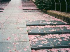 桜は散り始めたけれど。”桜吹雪の中”のようなシースルーフラワーネイル