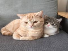 お疲れな方を癒します♡インスタで発見！可愛すぎて癒される#ねこ写真集