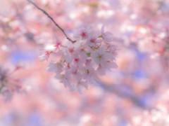 【初心者にも】お花と、ピンクと、トレンドと。季節を呼び込む「春ネイル」7選