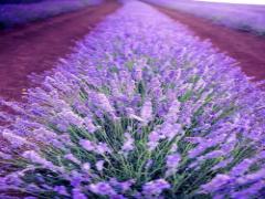 ピンクの時代はもう終わり？次に来るのは"ラベンダーカラーネイル"のネイルデザイン公開