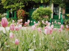 ＜～5/8＞水槽に咲き誇る春の花々♡GWは八景島シーパラダイスへ！