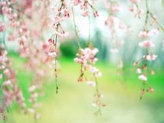 指先に、春を咲かせませんか？春に咲く花のネイルデザイン5つ