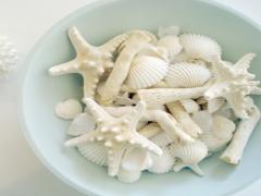 海の思い出をとびきりかわいく永久保存♡簡単&amp;おしゃれな貝殻DIY