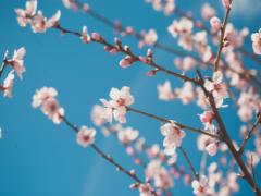 春のチャンスを見逃すな♡お花見デートで彼と急接近する方法