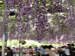 インスタ映え間違いなし！GWはお得なバスツアーで春の絶景お花畑へ♡