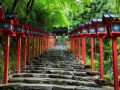 〔5/3〜〕この季節だけの特別感。貴船神社「新緑ライトアップ」が初開催