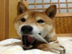 淡路島で花と動物にふれあう旅！観光スポット×島グルメで1泊2日を満喫♡