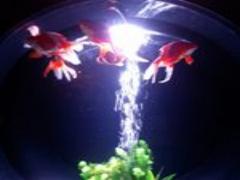 日々の疲れを癒やして。優しい雰囲気の漂う吉祥寺の小さなカフェ