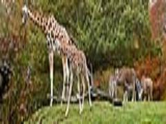 ゆる～い表情で絶賛癒し中♡インスタネイルで巡る‟ほっこり動物園”へご案内