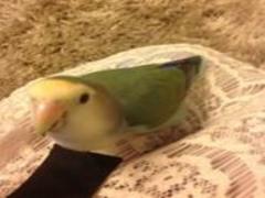 浴衣に合わせたい♡かんざし＋まとめ髪でこの夏の主役になろう！