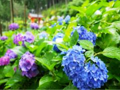 〔京都〕ハートの紫陽花で恋愛成就？1万株のあじさいが咲き誇る"三室戸寺"