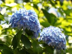 《6月4日～》夜にはライトアップも♡小田原城あじさい花菖蒲まつり開催！