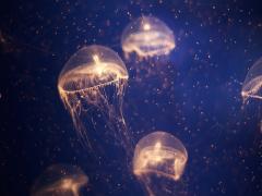 【世界一小さな水族館OPEN記念】ネイルで周るアクアリウムウォッチング開催