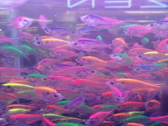 海鮮だけじゃないんです。築地のNOTシーフードなお店3店舗教えます◎