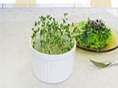 細い体に痩せ効果アリ。ブロッコリースプラウトを食べるだけ代謝UPダイエット