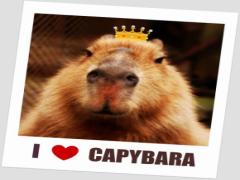 史上最高の癒し風呂をあなたに。カピバラの湯がなんだか楽しそう♡