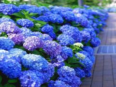 雨のお出かけはキライ。家で鑑賞する紫陽花ドライフラワーにうっとりしない？