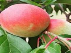 爽やかレディースのヘアスタイル♡夏はイメチェンして楽しもう！