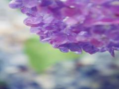 夏前にもう1度だけ輝かせて。「あじさいメイク」でしっとりきらめく儚げフェイス