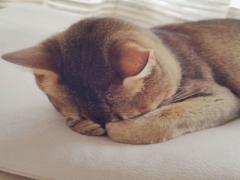 かわいすぎてごめんにゃ？猫がふいにする「ごめん寝」が悶絶級と話題♡