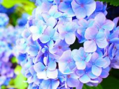 見れば気分を晴れにする。“あじさいネイル”を梅雨にしたい♡