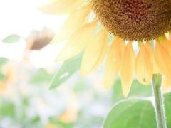 あなたを見つめるが花言葉♡この夏、恋焦がれる「ひまわりメイク」