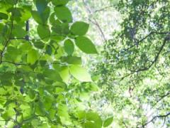 【愛を叶える風水】恋愛運を上げる方位は？今回は「夏枯草（かこそう）」（6/21～25）期
