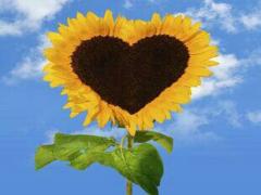 可愛い面と、芯の通った大人な面。2つのひまわりを指先に咲かせよう