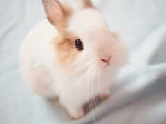 愛されオーラに思わずキュン♡「うさぎ」の5つの魅力ポイントから学ぶモテ女講座
