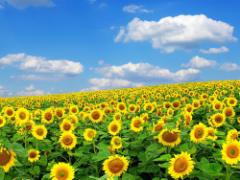 ひまわりだけじゃ物足りない。この夏、癒しを与えてくれるお花畑4選